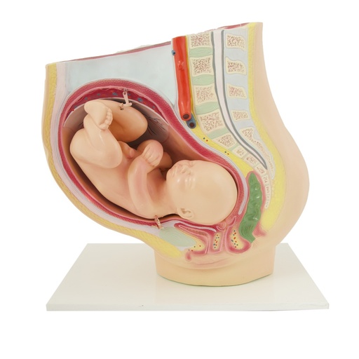 [14767-01] HEINESCIENTIFIC Pregnancy model 40th week of pregnancy