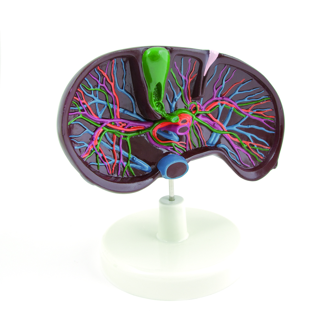 HEINESCIENTIFIC Anatomisches Modell Leber mit umliegenden Strukturen