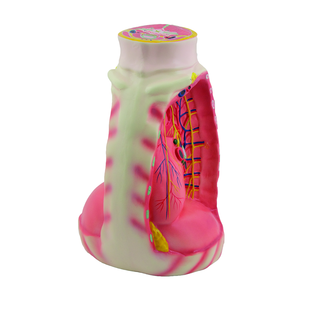 HEINESCIENTIFIC Mediastinum-Modell mit Hals