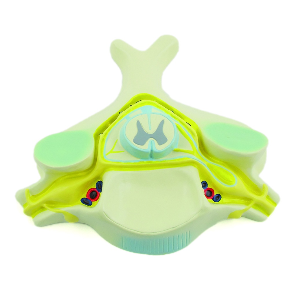 HEINESCIENTIFIC Anatomical model of a vertebra with spinal cord