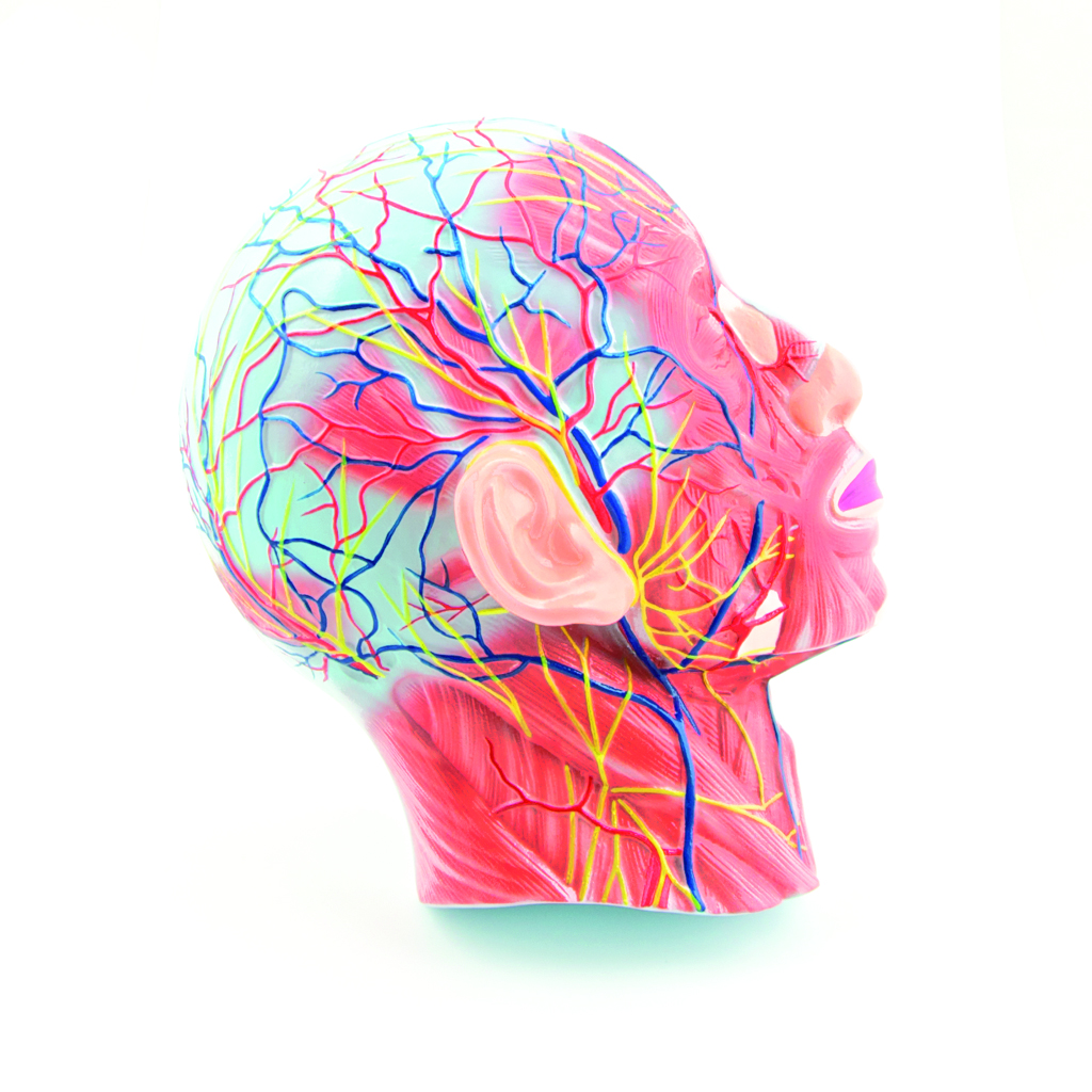 HEINESCIENTIFIC Head model (right half)