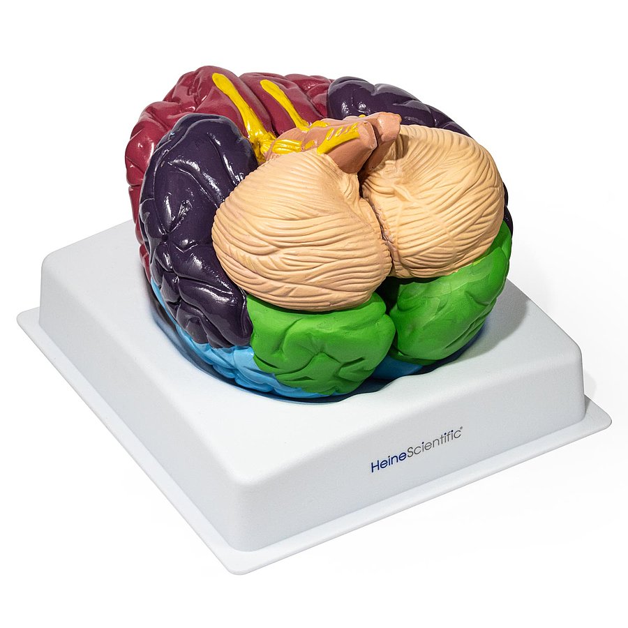 HEINESCIENTIFIC Colored brain model with functional areas