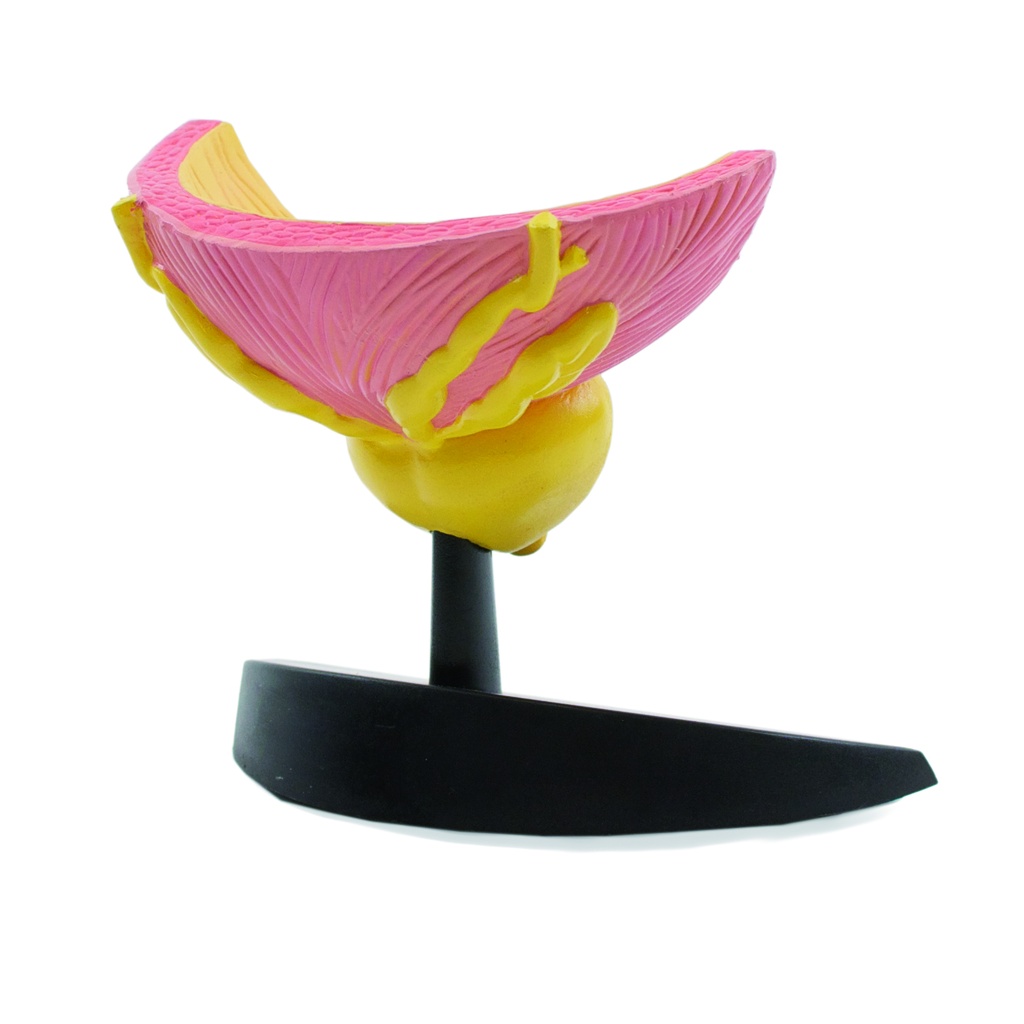 HEINESCIENTIFIC Model of the male bladder