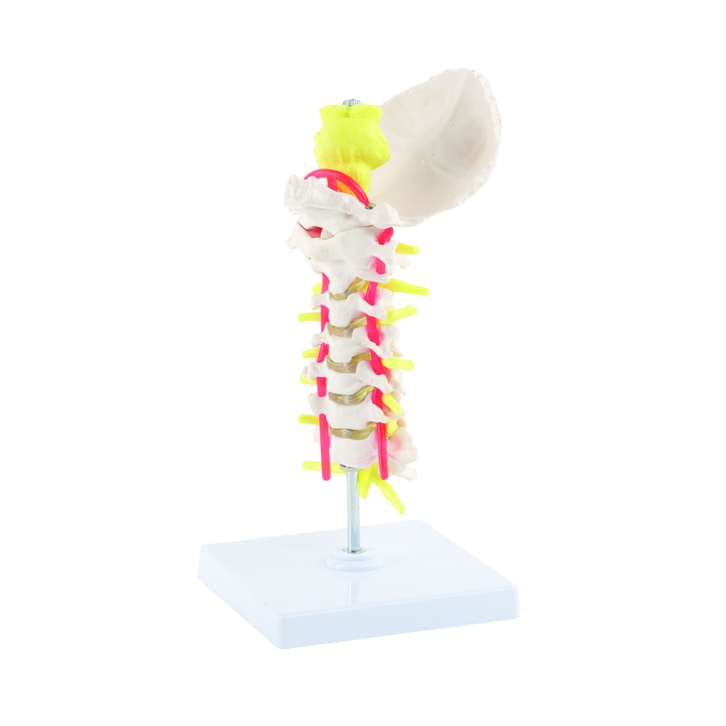 HEINESCIENTIFIC Model of the cervical spine with spinal cord, nerves and intervertebral discs