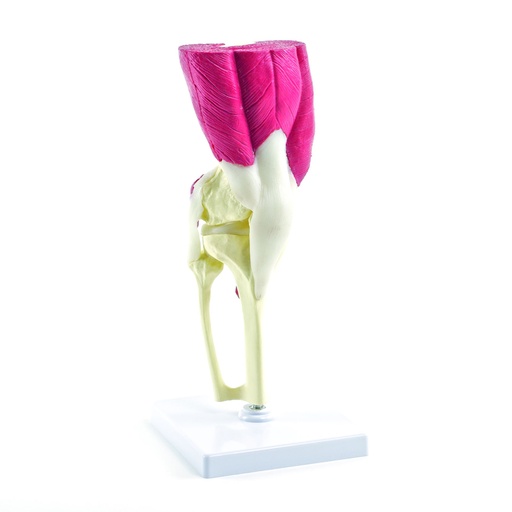 [14793-01] HEINESCIENTIFIC Life-size knee model