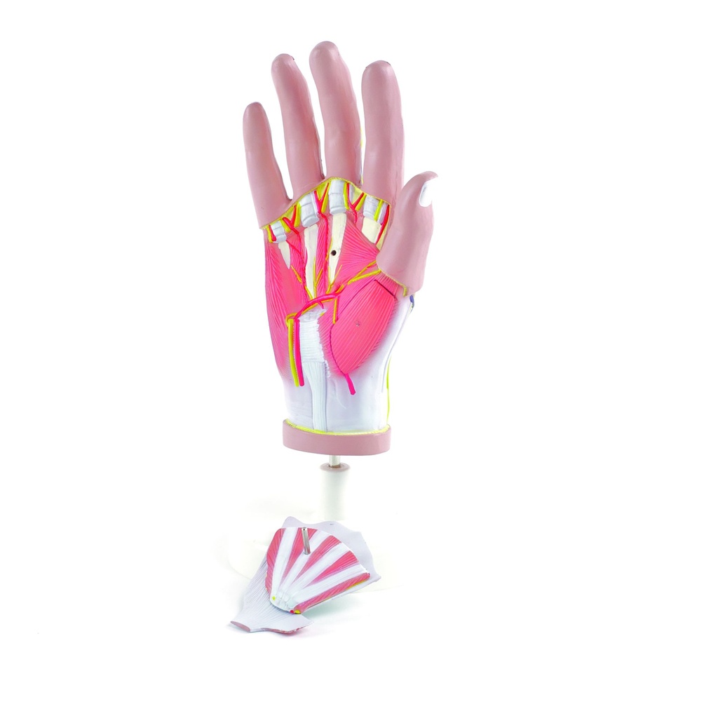 HEINESCIENTIFIC Life-size hand model dismountable