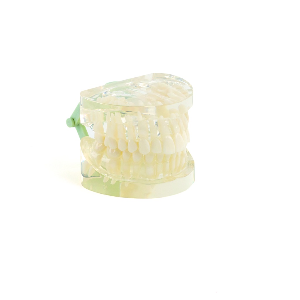 HEINESCIENTIFIC Transparent jaw model Adult dentition