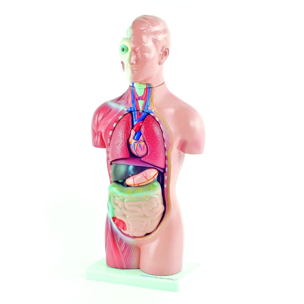 HEINESCIENTIFIC Genderless torso model 18-part