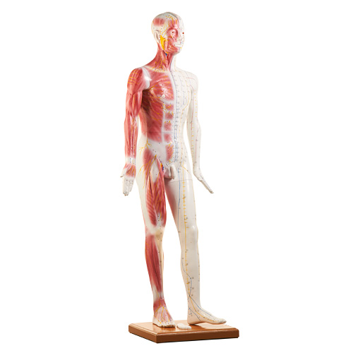 HEINESCIENTIFIC Male acupuncture model on base