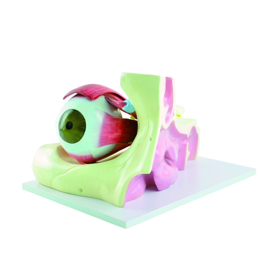 HEINESCIENTIFIC Eye model in 6-fold magnification