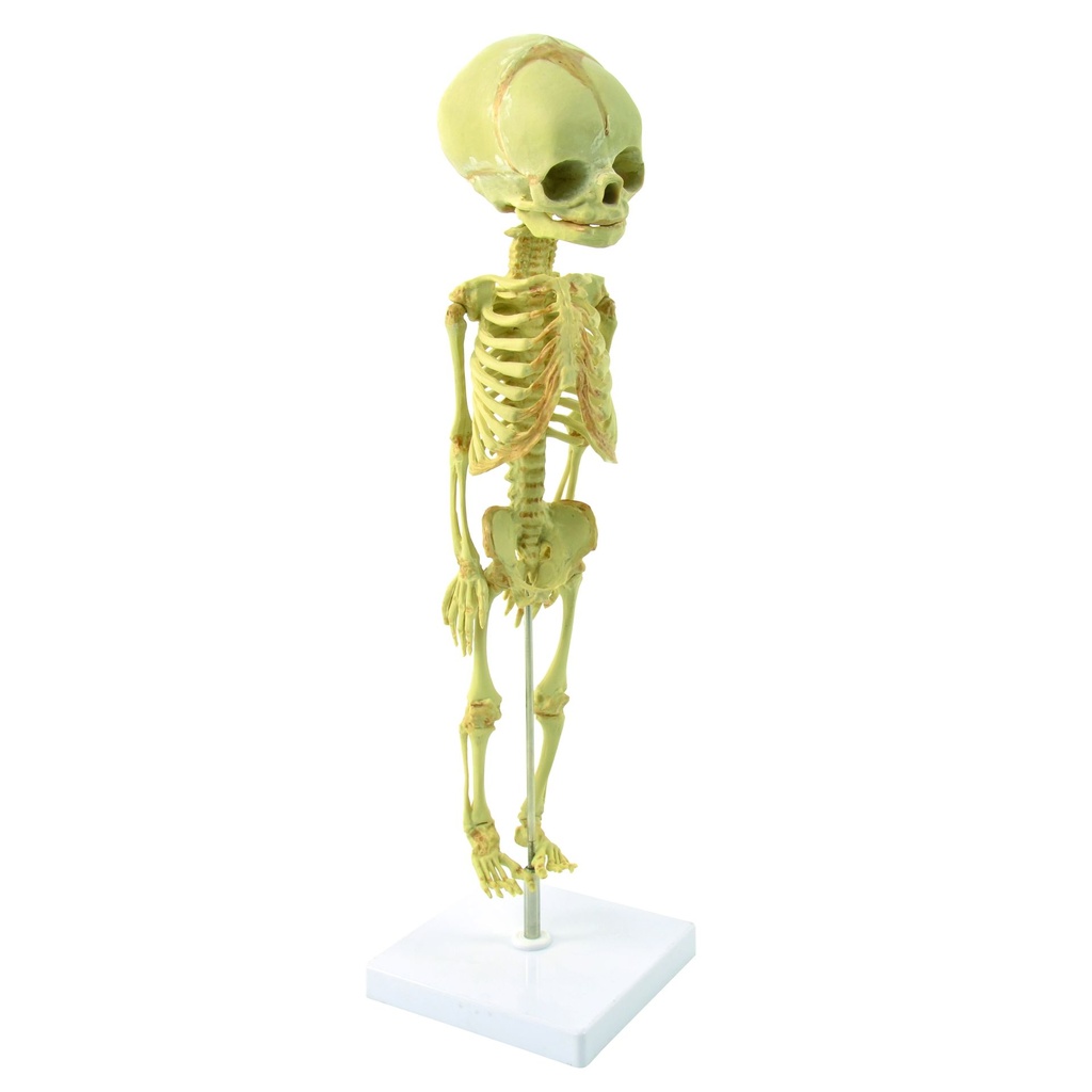 HEINESCIENTIFIC Skeleton model of a fetus in the 30th week of pregnancy