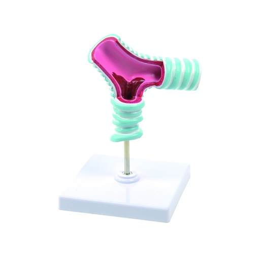 [14808-01] HEINESCIENTIFIC Model of the tracheal bifurcation