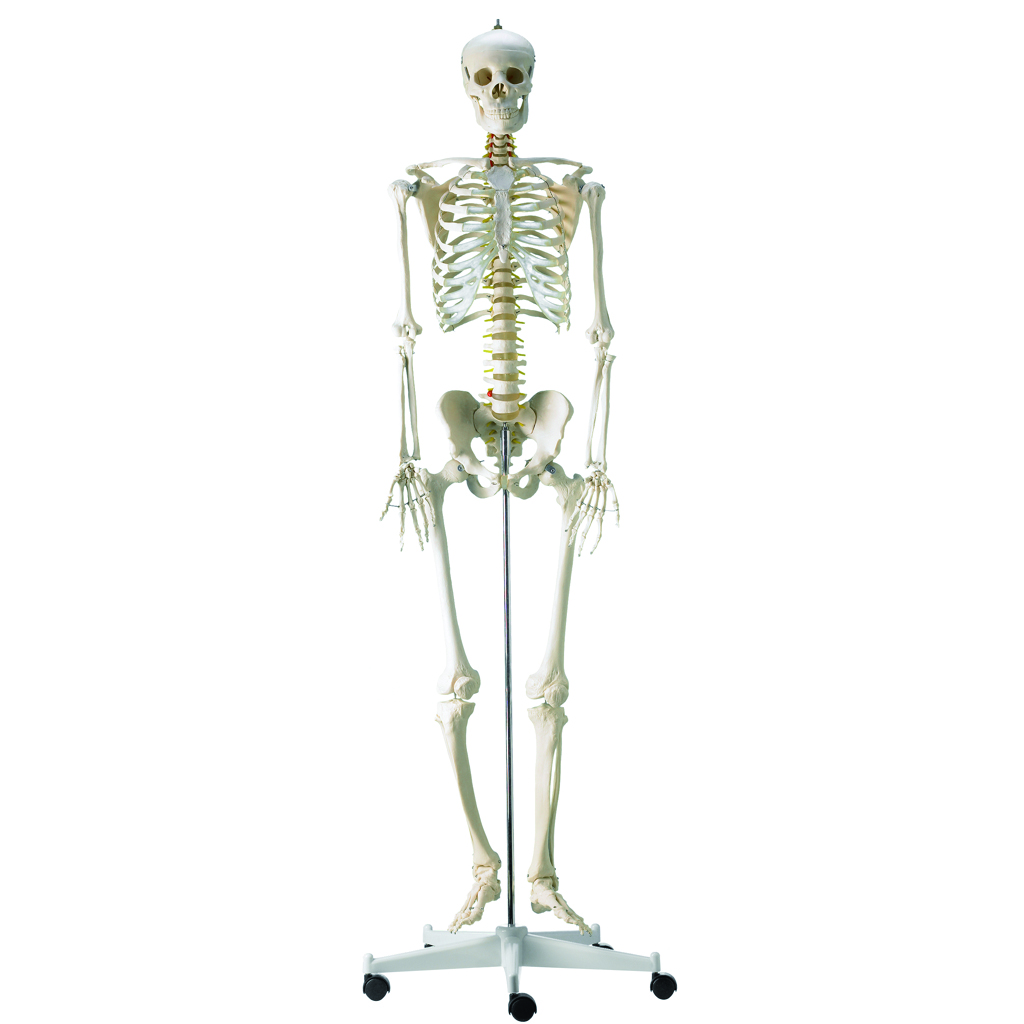HEINESCIENTIFIC Complete human skeleton
