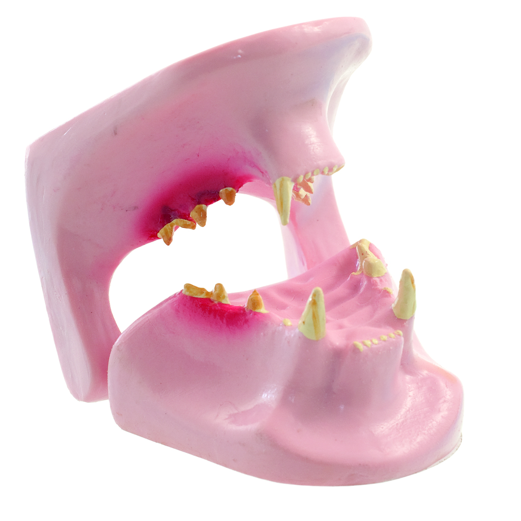 HEINESCIENTIFIC Anatomical model of a cat jaw