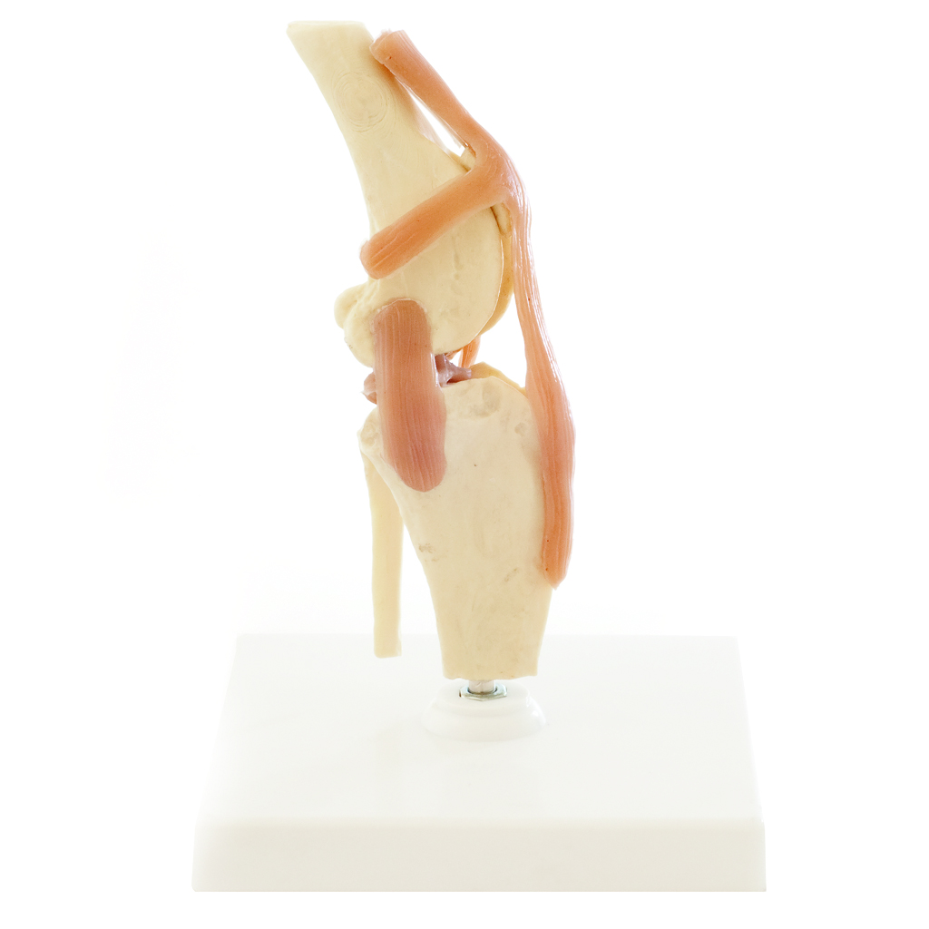 HEINESCIENTIFIC Skeleton model Dog knee with ligament apparatus