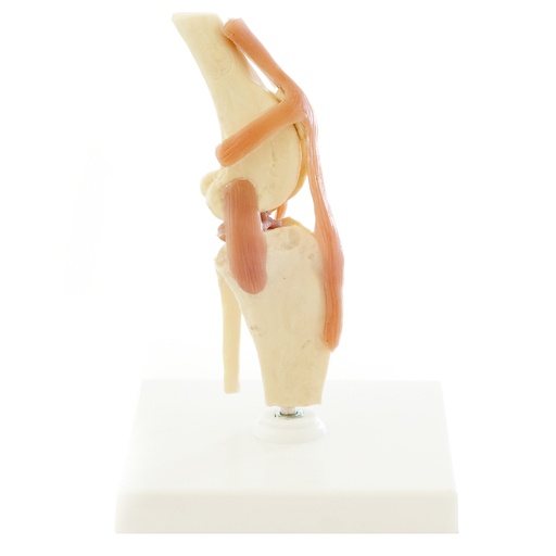 [14815-01] HEINESCIENTIFIC Skeleton model Dog knee with ligament apparatus