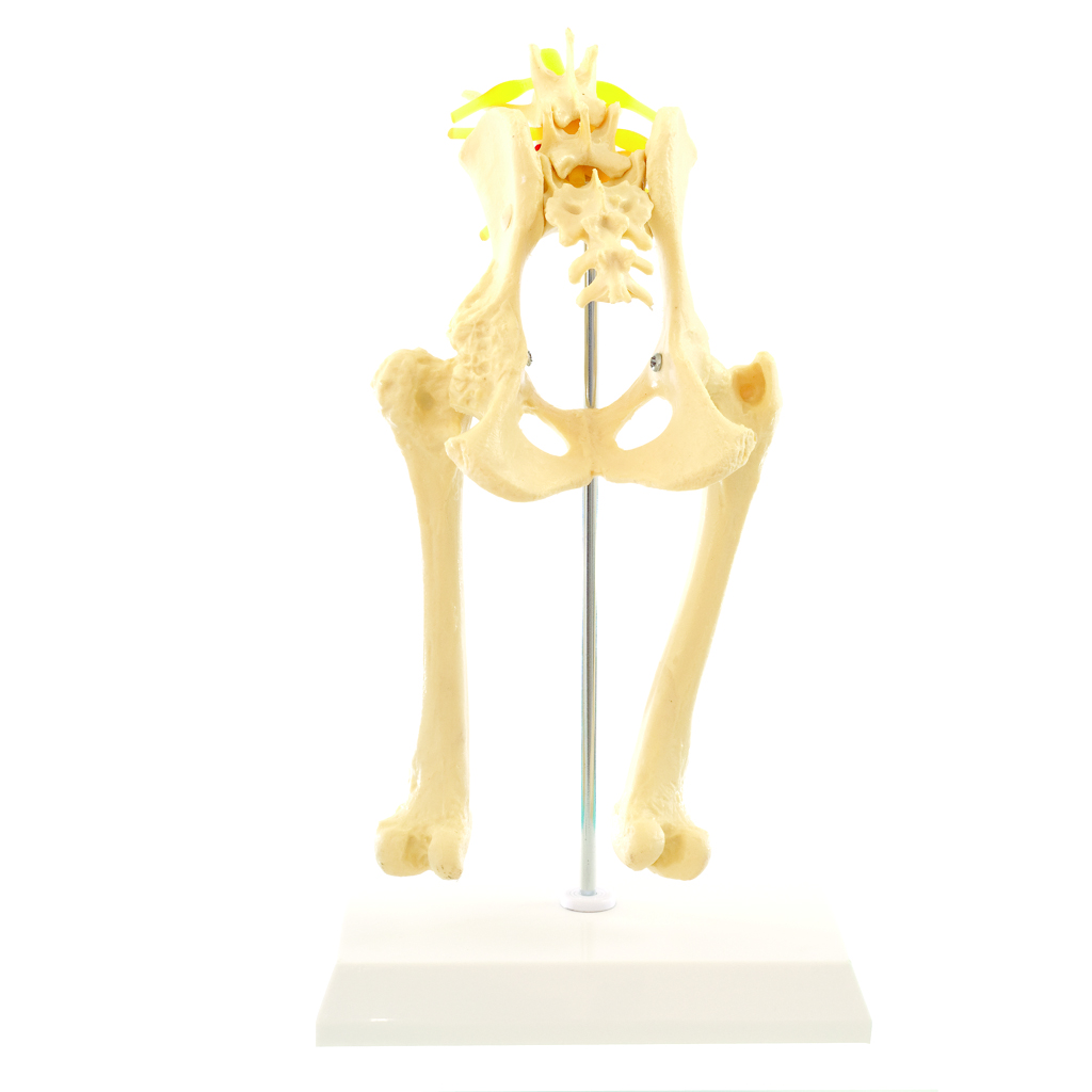 HEINESCIENTIFIC Skeleton model of a dog hip