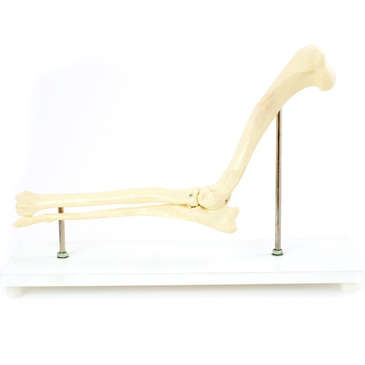 [14817-01] HEINESCIENTIFIC Skeleton model Dog elbow