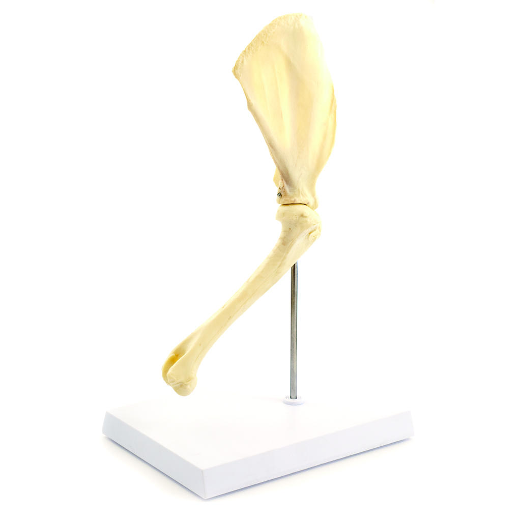 HEINESCIENTIFIC Skeleton model of a dog shoulder