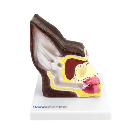 [14821-01] HEINESCIENTIFIC Zweiseitiges Hundeohr-Modell gesund/krank