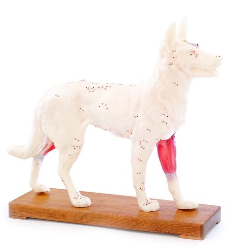 [14822-01] HEINESCIENTIFIC Two-part dog acupuncture model