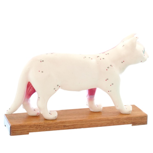 [14823-01] HEINESCIENTIFIC Zweigeteiltes Akupunkturmodell einer Katze