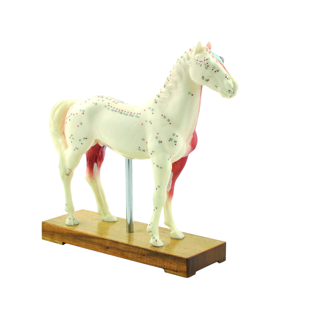 HEINESCIENTIFIC Two-part acupuncture model of a horse