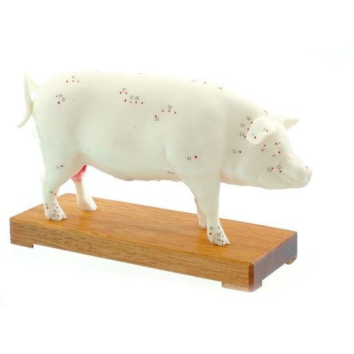 [14826-01] HEINESCIENTIFIC Zweigeteiltes Akupunkturmodell eines Schweins