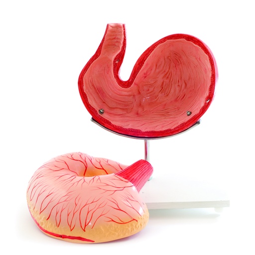 [14828-01] HEINESCIENTIFIC Anatomical model dog stomach dismountable