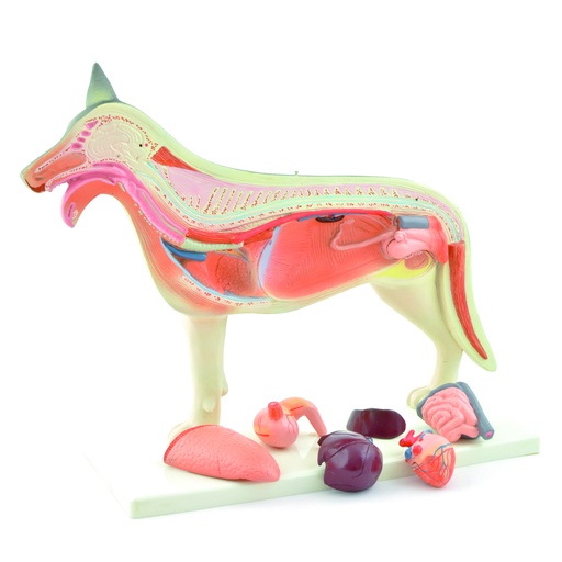 [14830-01] HEINESCIENTIFIC Anatomisches Hundemodell zerlegbar