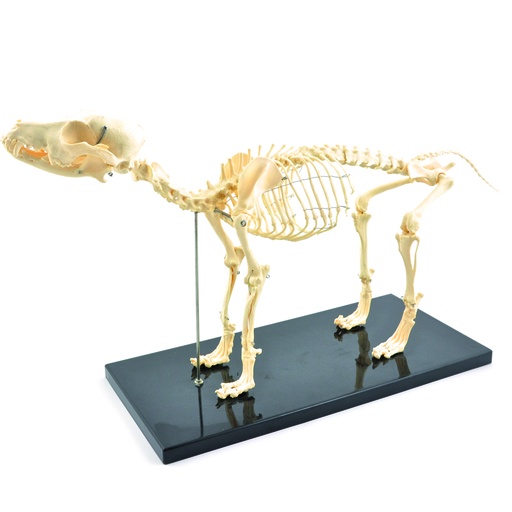 [14834-01] HEINESCIENTIFIC Hundeskelett (künstliches Skelett)