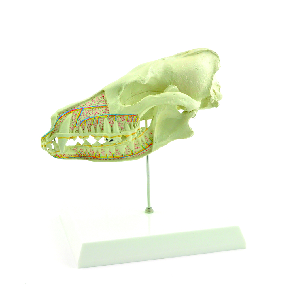 HEINESCIENTIFIC Dog skull model in longitudinal section