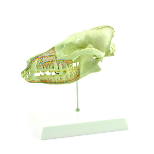 [14835-01] HEINESCIENTIFIC Dog skull model in longitudinal section