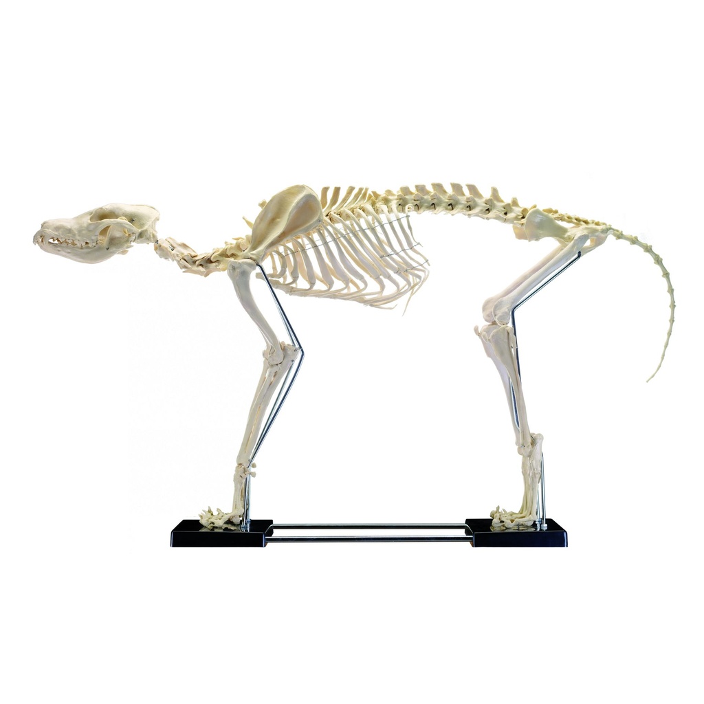 HEINESCIENTIFIC Artificial dog skeleton large