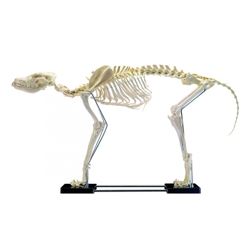 [14838-01] HEINESCIENTIFIC Artificial dog skeleton large