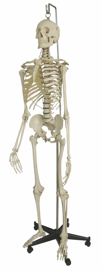 RÜDIGER ANATOMIE Hängendes Skelett mit Aufhängehaken und Hängestativ