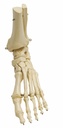 RÜDIGER ANATOMIE Fußskelett mit Unterschenkelstumpf