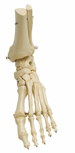 [18450-01] RÜDIGER ANATOMIE Foot skeleton with lower leg stump