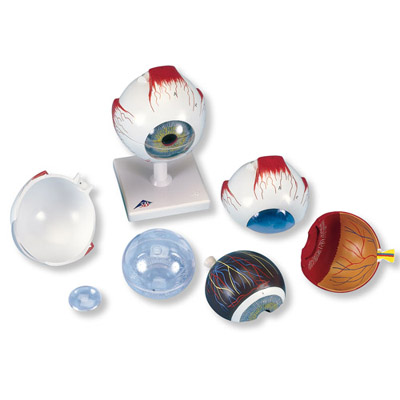 [18725-01] 3B Scientific Eye 5-times size 6-part