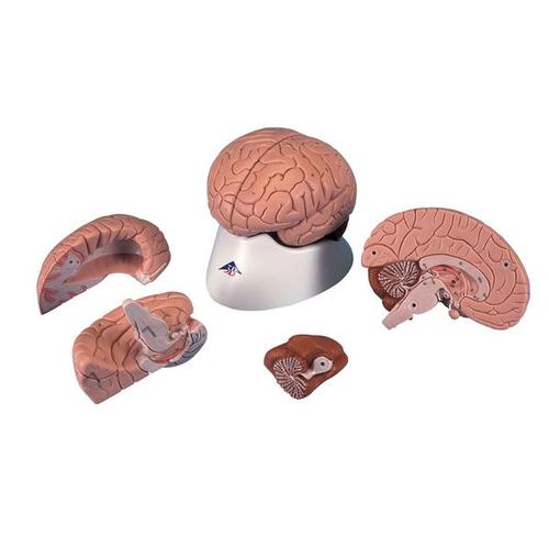 3B Scientific Brain 4-part