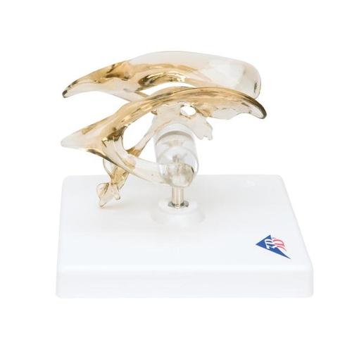 [18734-01] 3B Scientific Brain ventricles