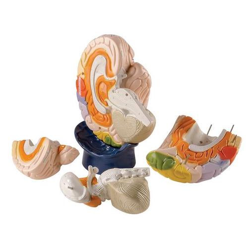 3B Scientific Model of the brain regions 4-part