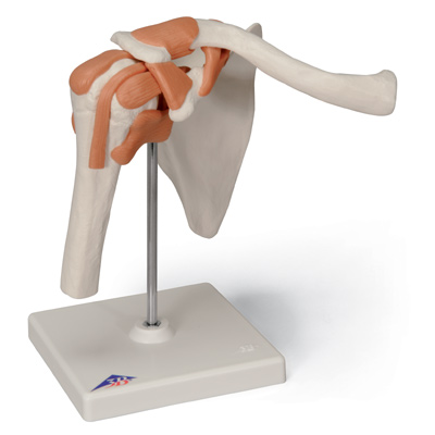 [18737-01] 3B Scientific Shoulder joint functional model