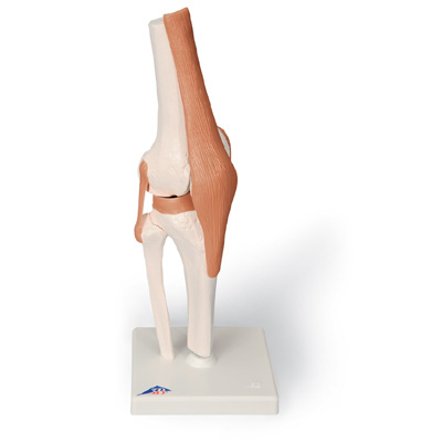 3B Scientific Knee joint functional model