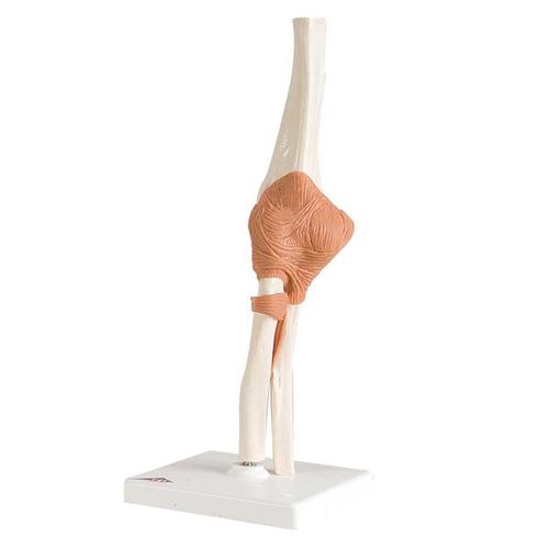 [18752-01] 3B Scientific Elbow joint functional model