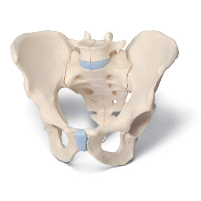 [18753-01] 3B Scientific Male pelvis 3-part
