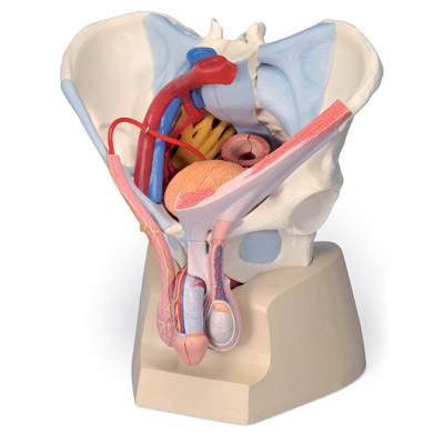 3B Scientific Male pelvis with ligaments, vessels, nerves, pelvic floor and organs, 7-part