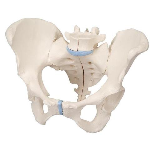 [18756-01] 3B Scientific Female pelvis, 3-part