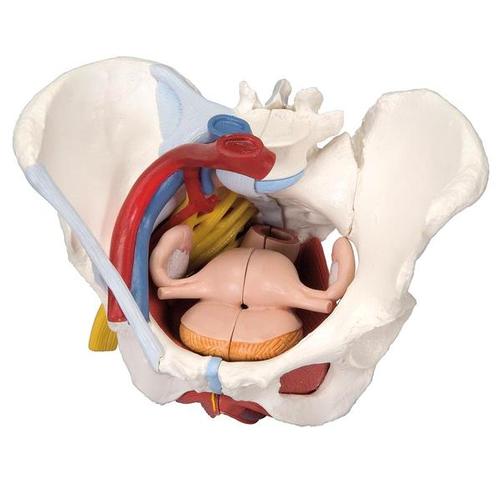 [18757-01] 3B Scientific Female pelvis with ligaments, vessels, nerves, pelvic floor and organs, 6-part