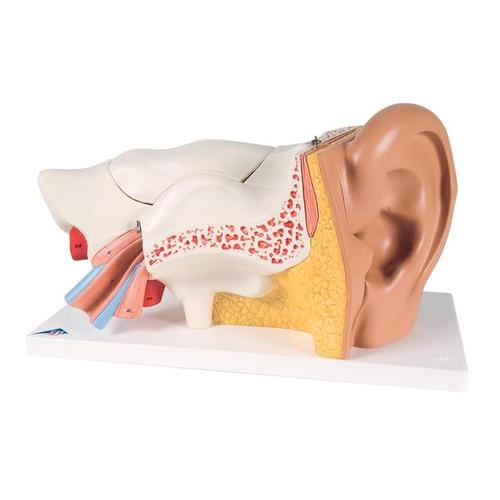 [18758-01] 3B Scientific Ear, 3-times size, 6-part